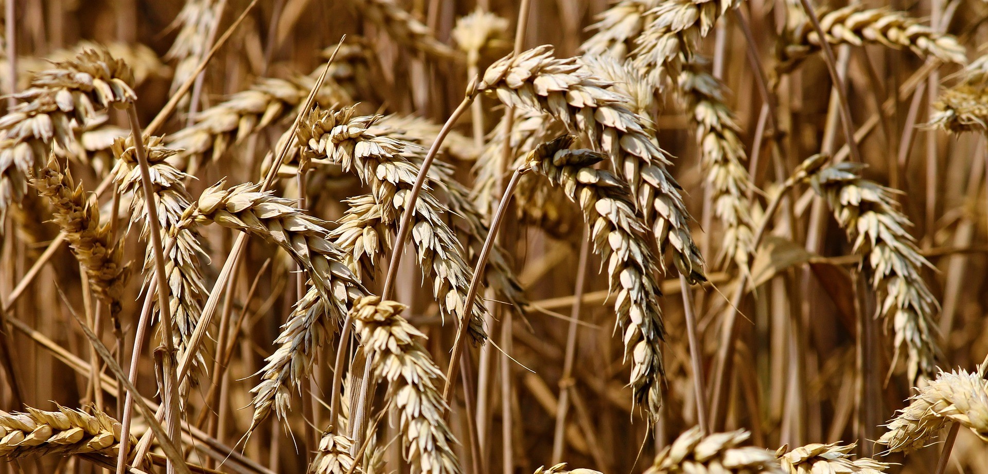 Satellite data predicts lower wheat crop yield